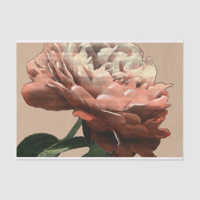 Karminrote Rote Rose mit weißen Akzenten Seidenpapier (Vorderseite)