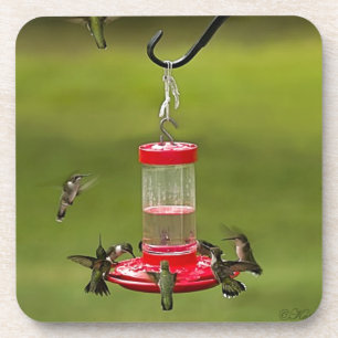 Karminroter Throated Kolibri, der Raserei füttert Untersetzer