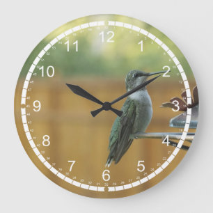 Karminroter Throated Kolibri Große Wanduhr