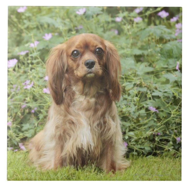 Karminroter unbekümmerter Königcharles Spaniel im Fliese (Vorderseite)