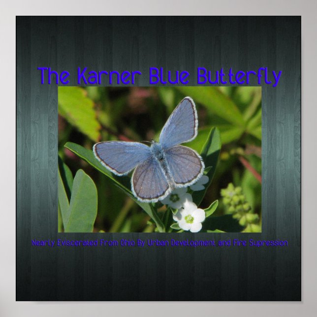 Karner-Blau Poster (Vorne)