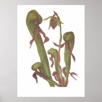 Karnevorische Pflanze - Darlingtonia californica