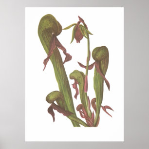 Karnevorische Pflanze - Darlingtonia californica Poster