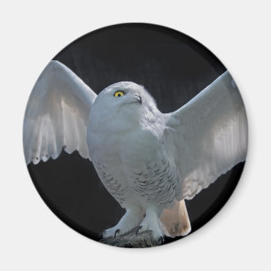 Karo-Magnet vor dem Flug Magnet