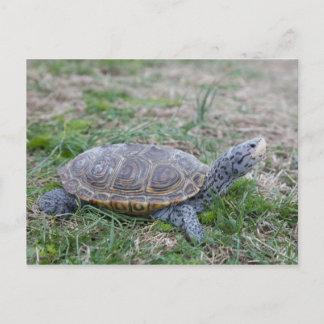 Karondback Terrapin Schildkröte Postkarte