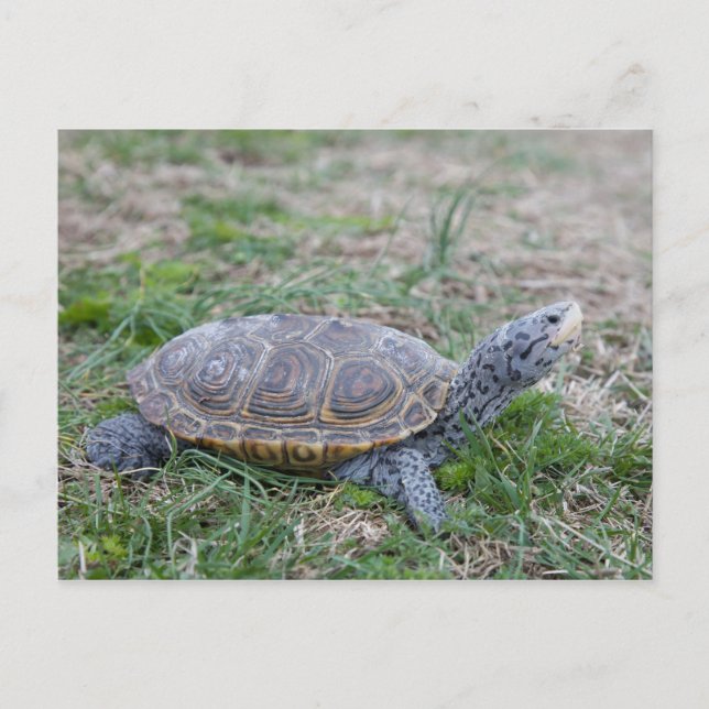 Karondback Terrapin Schildkröte Postkarte (Vorderseite)
