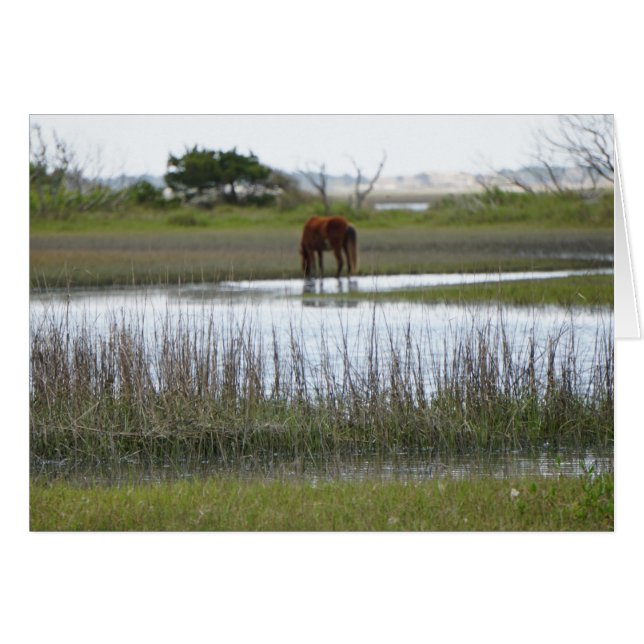 Karotten-Insel (Vorderseite (Horizontal))