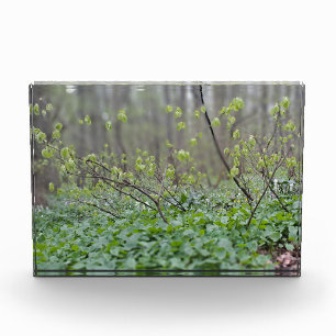 Karpaten-Waldgrund Rumänien Naturfotografie Fotoblock