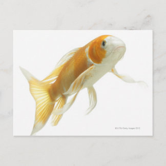 Karpfen (Cyprinus carpio) Postkarte