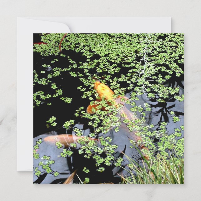 Karpfen Einladung (Vorderseite)