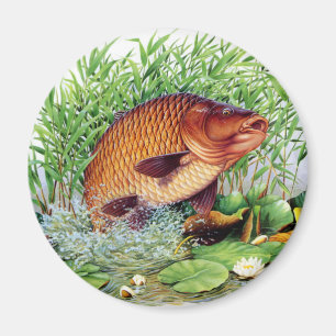 Karpfen-Fischen Magnet