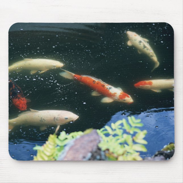Karpfen Mousepad (Vorne)