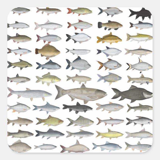 Karpfenfamilie Quadratischer Aufkleber (Vorderseite)