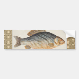 Karpfenfisch Fischmalerei Süßwasserzeichnung Autoaufkleber