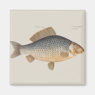 Karpfenfisch Fischmalerei Süßwasserzeichnung Magnet