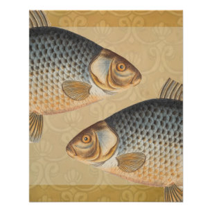 Karpfenfisch Fischmalerei Süßwasserzeichnung  Poster