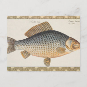 Karpfenfisch Fischmalerei Süßwasserzeichnung Postkarte