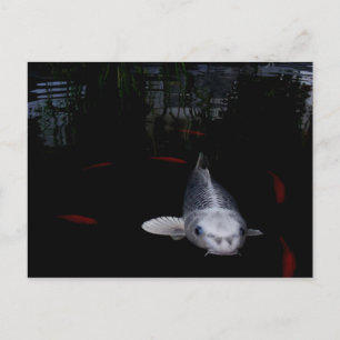 Karpfenfisch Postkarte