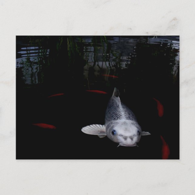 Karpfenfisch Postkarte (Vorderseite)
