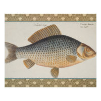 Karpfenfisch, Süßwasser anstrichen