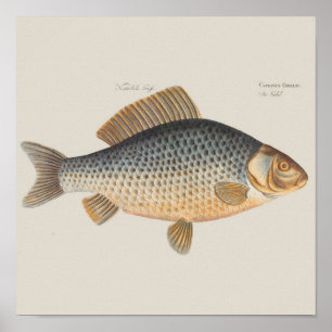 Karpfenfischmalerei Süßwasserzeichnung  Poster