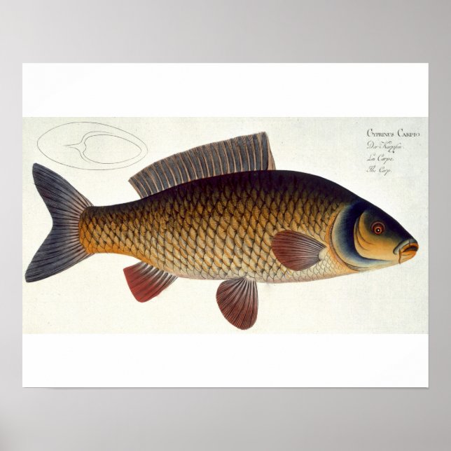Karpfenplatte (Cyprinus Carpio) XVI aus "Ichthyolo Poster (Vorne)