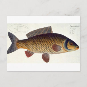 Karpfenplatte (Cyprinus Carpio) XVI aus "Ichthyolo Postkarte