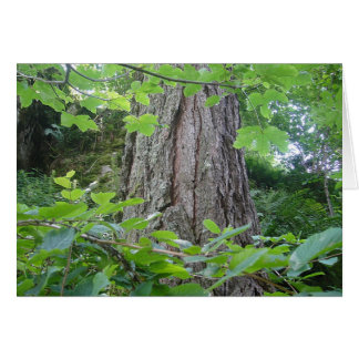 Karte5 Baumstamm/terkranz, Kartenserie Wald