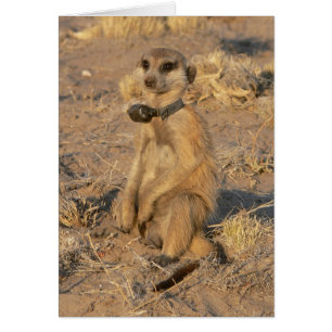 Karte 9 - Gazebo Frisky