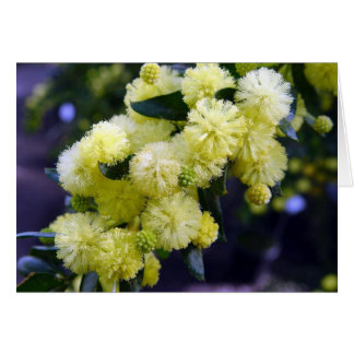 Karte Acacia - Mimosa