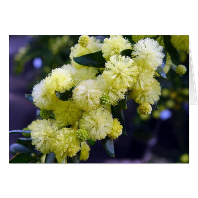 Karte Acacia - Mimosa (Vorderseite (Horizontal))