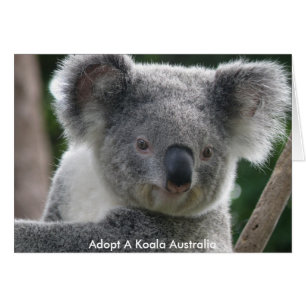 Karte Adoptiere ein Koala Australien