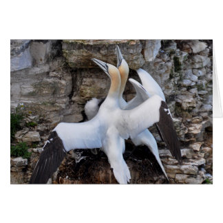 Karte: Courting Gannets