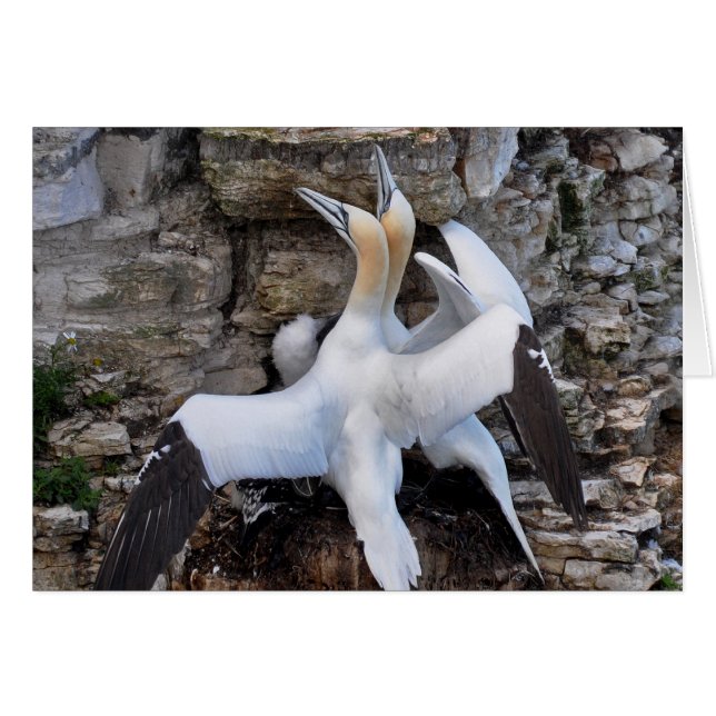Karte: Courting Gannets (Vorderseite (Horizontal))