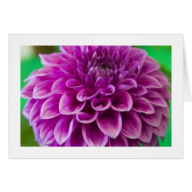 Karte, "Dahlia # 189" (Vorderseite (Horizontal))