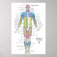 Karte der Muskelanatomie Vorderansicht