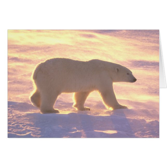 Karte des Eisbär-Morgen-3 (Vorderseite (Horizontal))