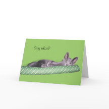 Karte - Gruß - Graues Kätzchen