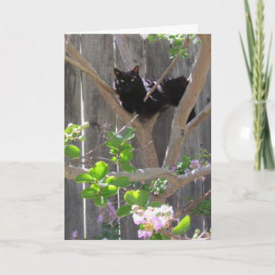 Karte, Gruß - Katze in Zweigstellen Karte