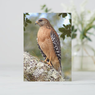 Karte "Hawk card Nature"