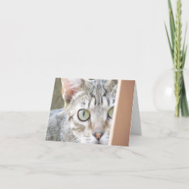 Karte - Hinweis - Forlorn Kitten