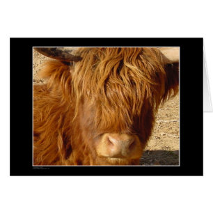 Karte - Hochland-Vieh