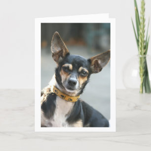 Karte, Kiss meine Nase, Chihuahua Karte