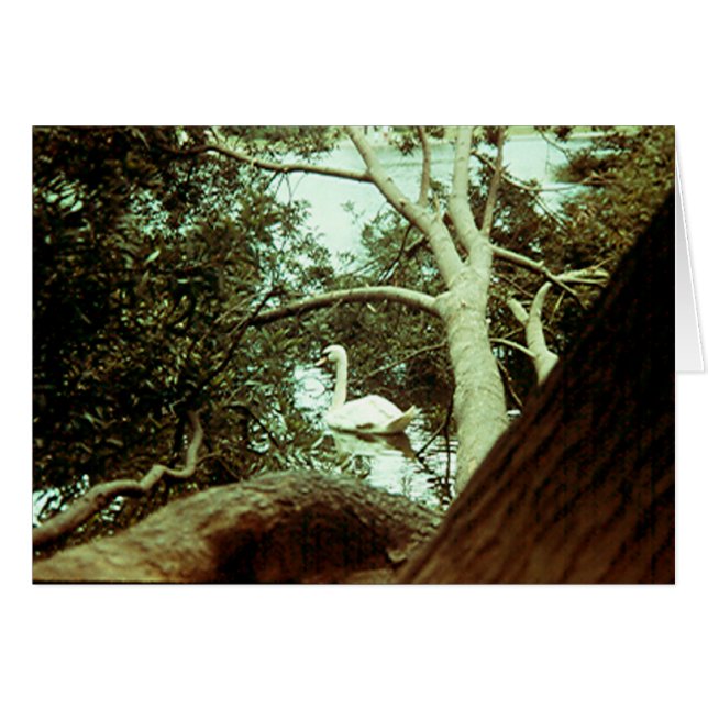 Karte - Majestic Swan (Vorderseite (Horizontal))