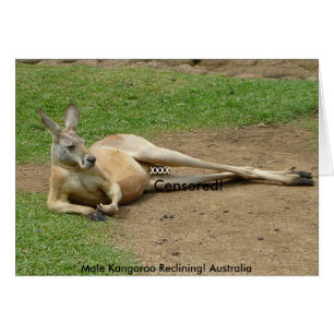 Karte Männliches Känguru liegend! Australien