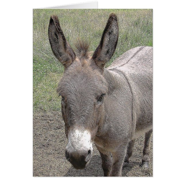 Karte - Mini-Donkey (Vorne)