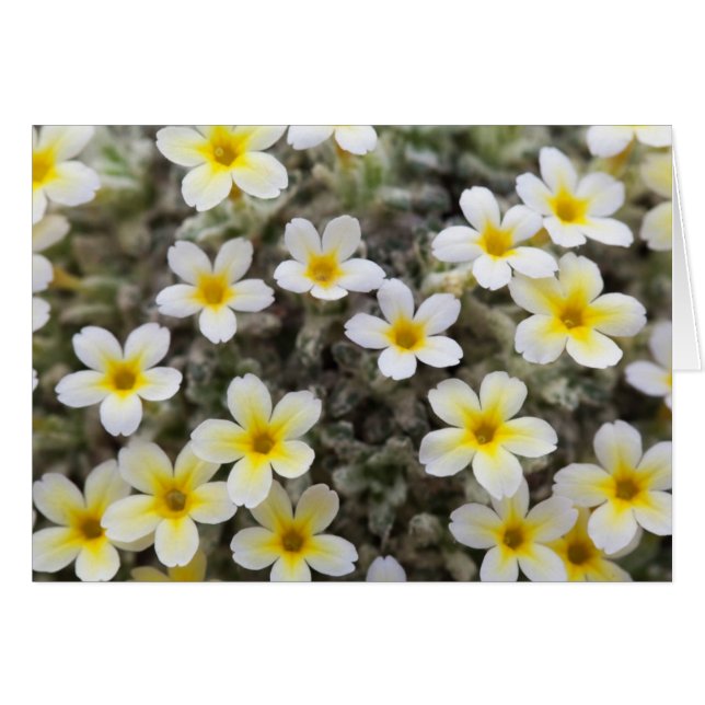 Karte mit Blume (Vorderseite (Horizontal))