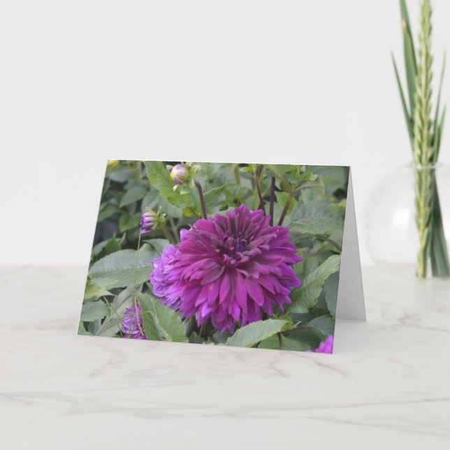 Karte mit einer lila Dahlie im Garten (Vorderseite)