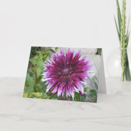 Karte mit lila-weißer Dahlia
