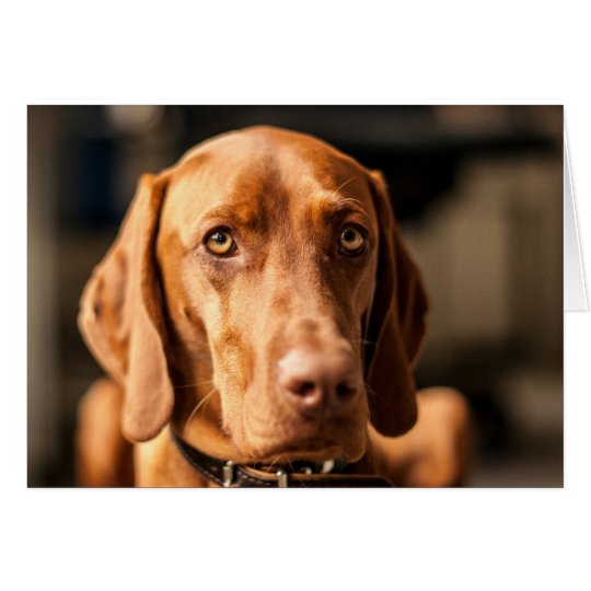 Karte mit Motiv "Magyar Vizsla"